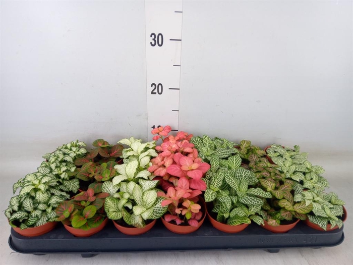 <h4>Fittonia   ...mix 7</h4>