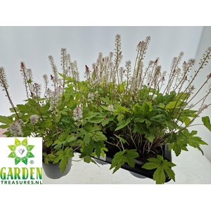 TIAR CORDIFOLIA