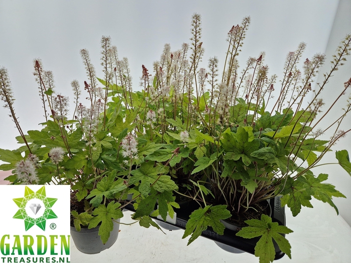 <h4>TIAR CORDIFOLIA</h4>