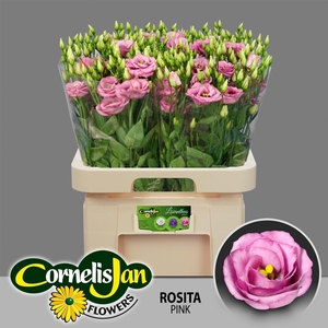 EUS G ROSI ROSE PINK