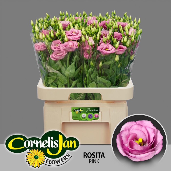 <h4>EUS G ROSI ROSE PINK</h4>