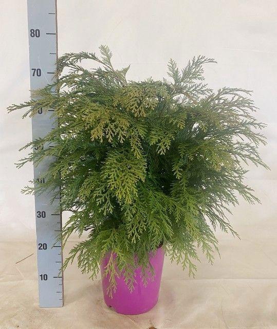 <h4>CHAM L GLOBOSA</h4>