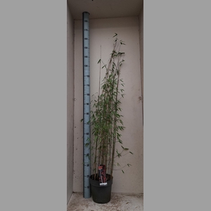 Fargesia nitida 'Volcano'
