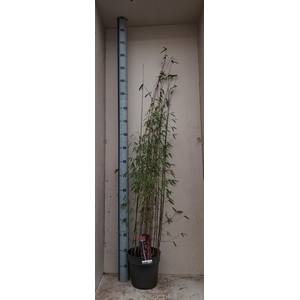 Fargesia nitida 'Volcano'