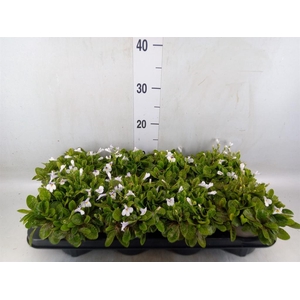 Mazus reptans