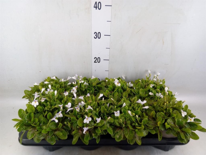 <h4>Mazus reptans</h4>