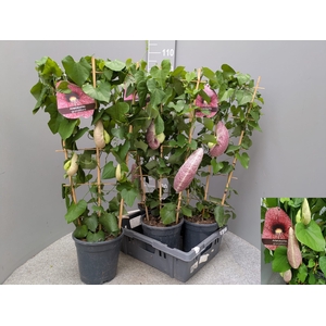 ARISTOL MACROPHYLLA