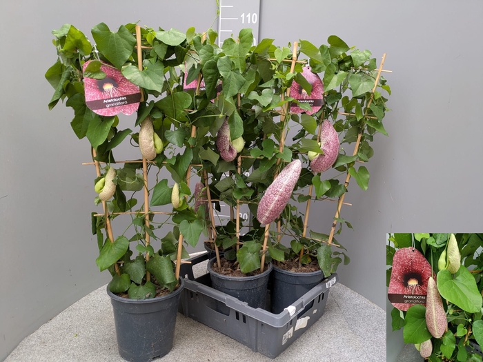 <h4>ARISTOL MACROPHYLLA</h4>