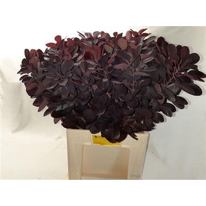 Cotinus C Royal Purple