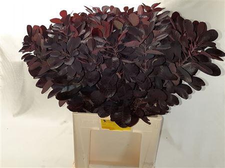 <h4>Cotinus C Royal Purple</h4>