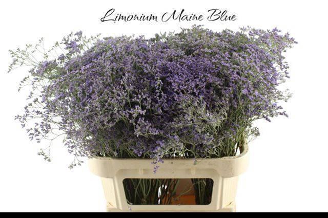 <h4>LIM MAINE BLUE</h4>