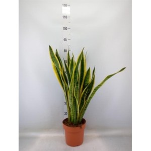Sansevieria trifa. 'Laurentii'