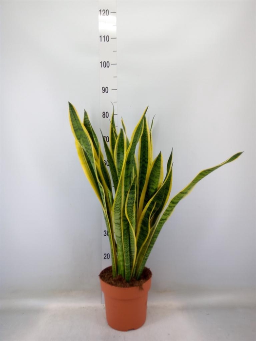 <h4>Sansevieria trifa. 'Laurentii'</h4>