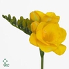Freesia do soleil