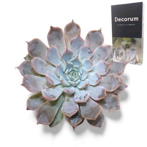 Echeveria Rosea Cutflower