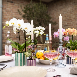 Kolibri Orchids Phalaenopsis mix 2 spike in Painted Stripe mix