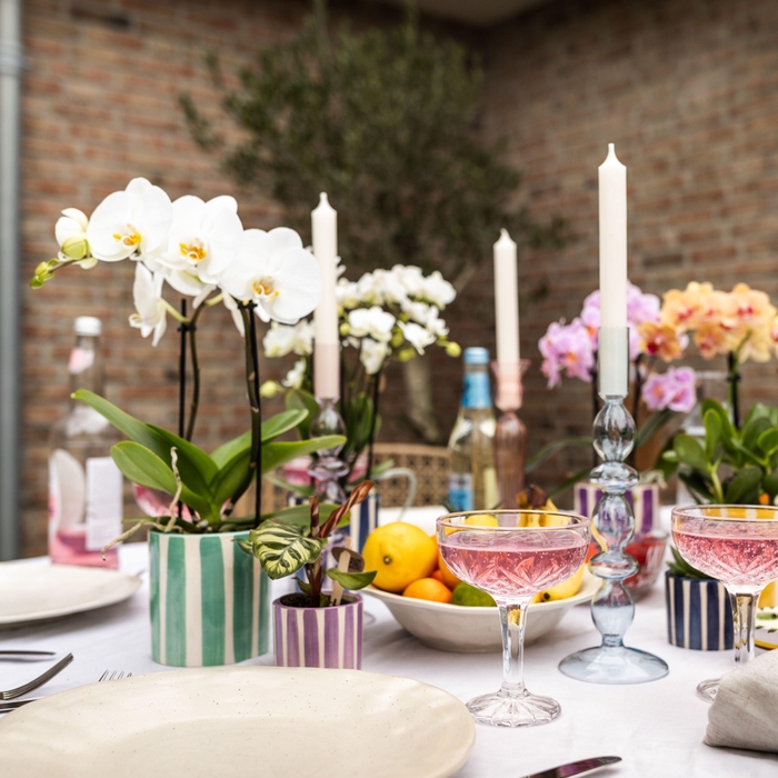 <h4>Kolibri Orchids Phalaenopsis mix 2 spike in Painted Stripe mix</h4>