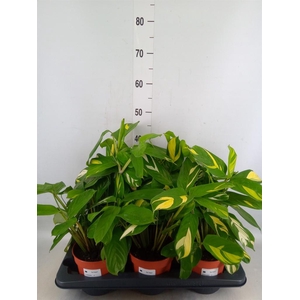 Ctenanthe pilosa 'Mosaic'