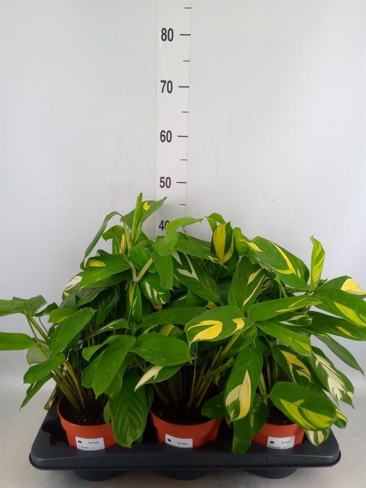 <h4>Ctenanthe pilosa 'Mosaic'</h4>