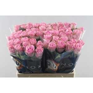 R Gr Renaissance L60