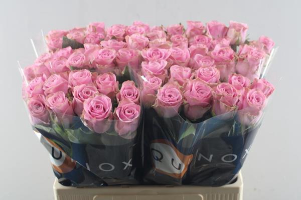 <h4>R Gr Renaissance L60</h4>