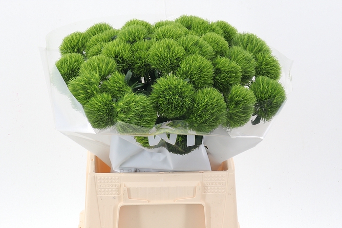 <h4>Di Barb Kiwi Mellow 45cm</h4>