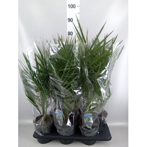 Phoenix canariensis