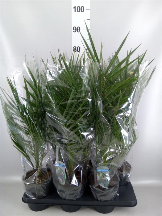 <h4>Phoenix canariensis</h4>