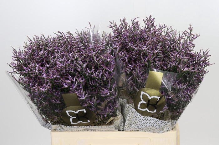 <h4>Limonium ov Safora Lilac</h4>