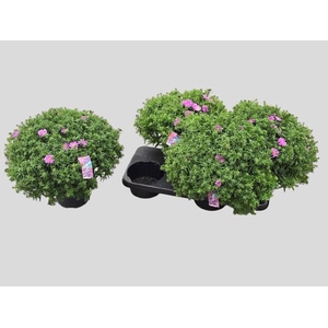 ASTER D AL LIGH PINK