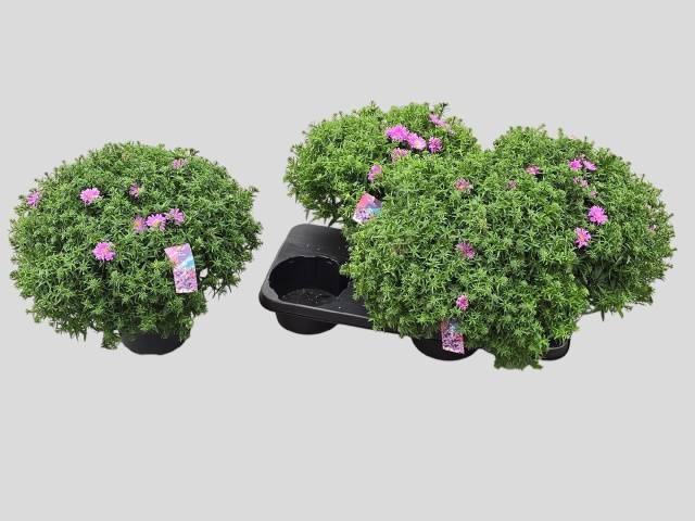 <h4>ASTER D AL LIGH PINK</h4>