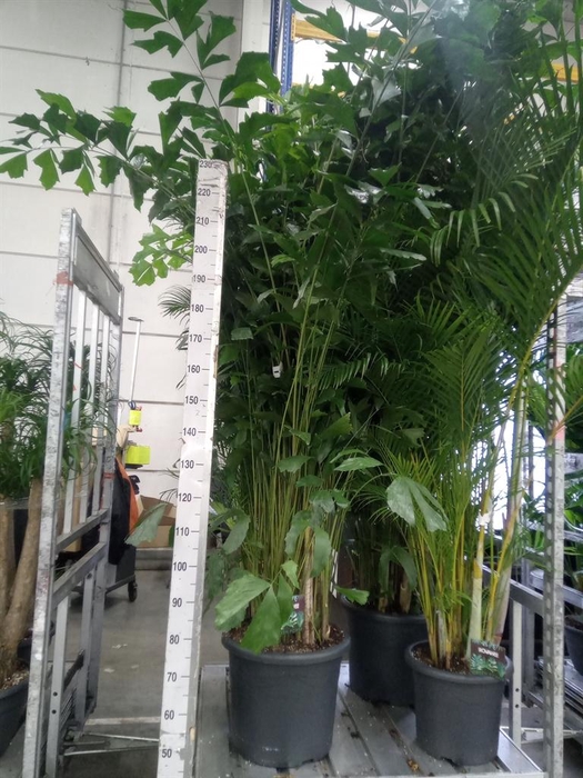 <h4>Caryota mitis</h4>