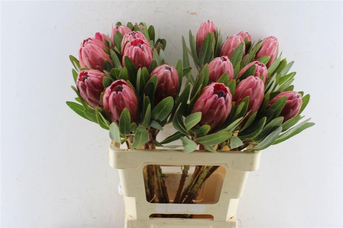 <h4>PROTEA LANCELOT</h4>