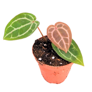 Anthurium Michelle® (DocBlock)