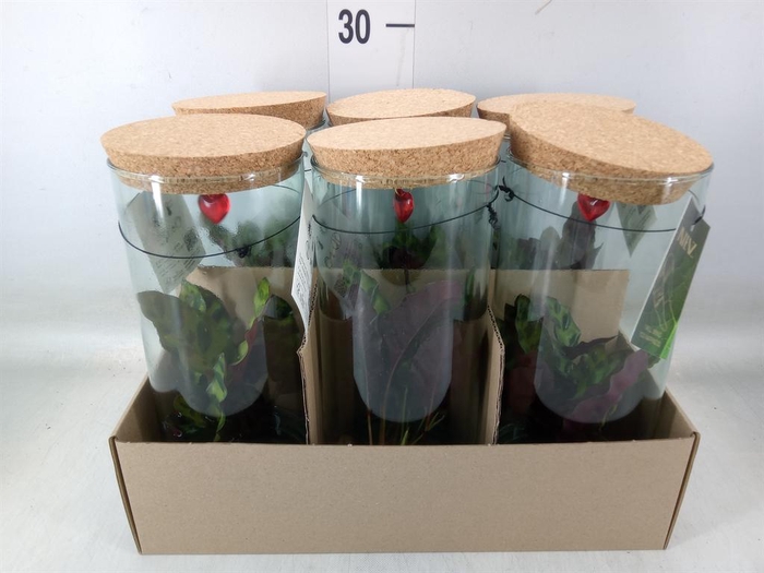 <h4>Calathea lancifolia</h4>