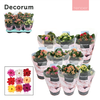 Kalanchoe Decorum TENDER - Serenity mix