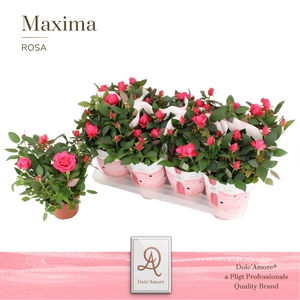 Rosa Donker Roze Dolc'Amore Maxima