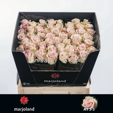 <h4>R Gr Lovely Dolomiti Marjoland 33</h4>