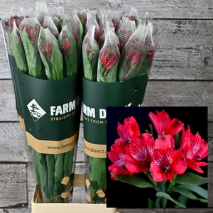 Alstro Nadya 70gr