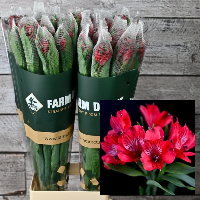 <h4>Alstro Nadya 70gr</h4>