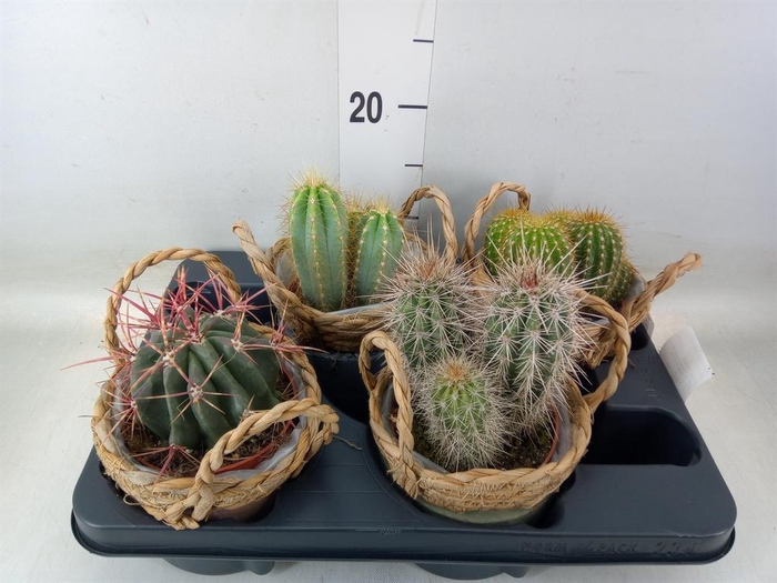 <h4>Cactus   ...</h4>