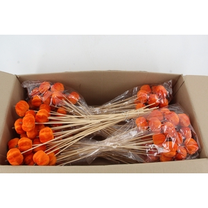 Stick Pumpkin 5/6cm Orange