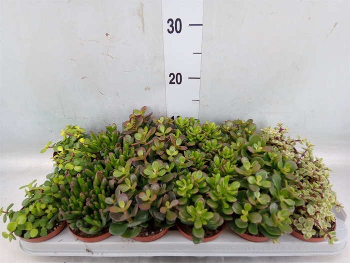 <h4>Crassula   ...mix</h4>