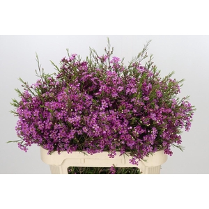 Chamelaucium Free Spirit