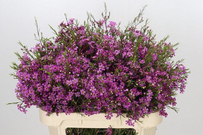 <h4>Chamelaucium Free Spirit</h4>