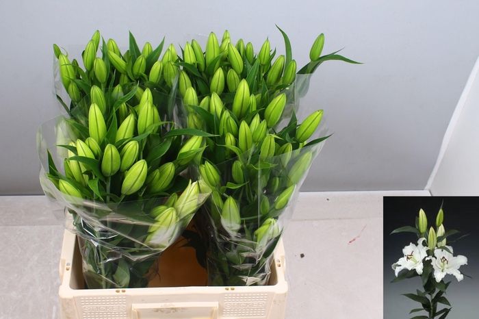 <h4>LI OR SIGNUM</h4>