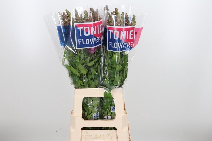 <h4>Antirrhinum M Red</h4>