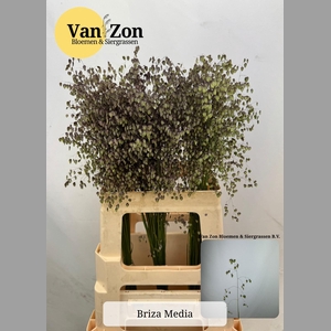 BRIZA MEDIA