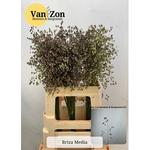 BRIZA MEDIA