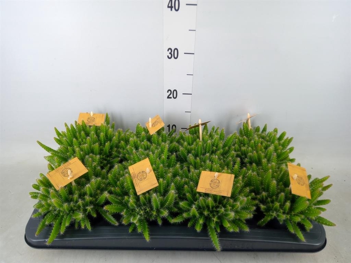 <h4>Hylocereus undatus</h4>